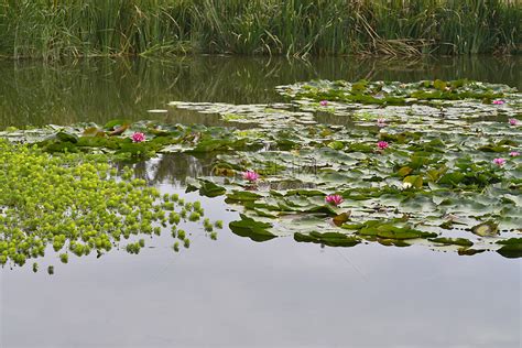 池塘圖片|池塘图片